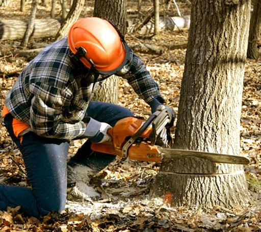 Tree Removal in Mount Vernon, SD